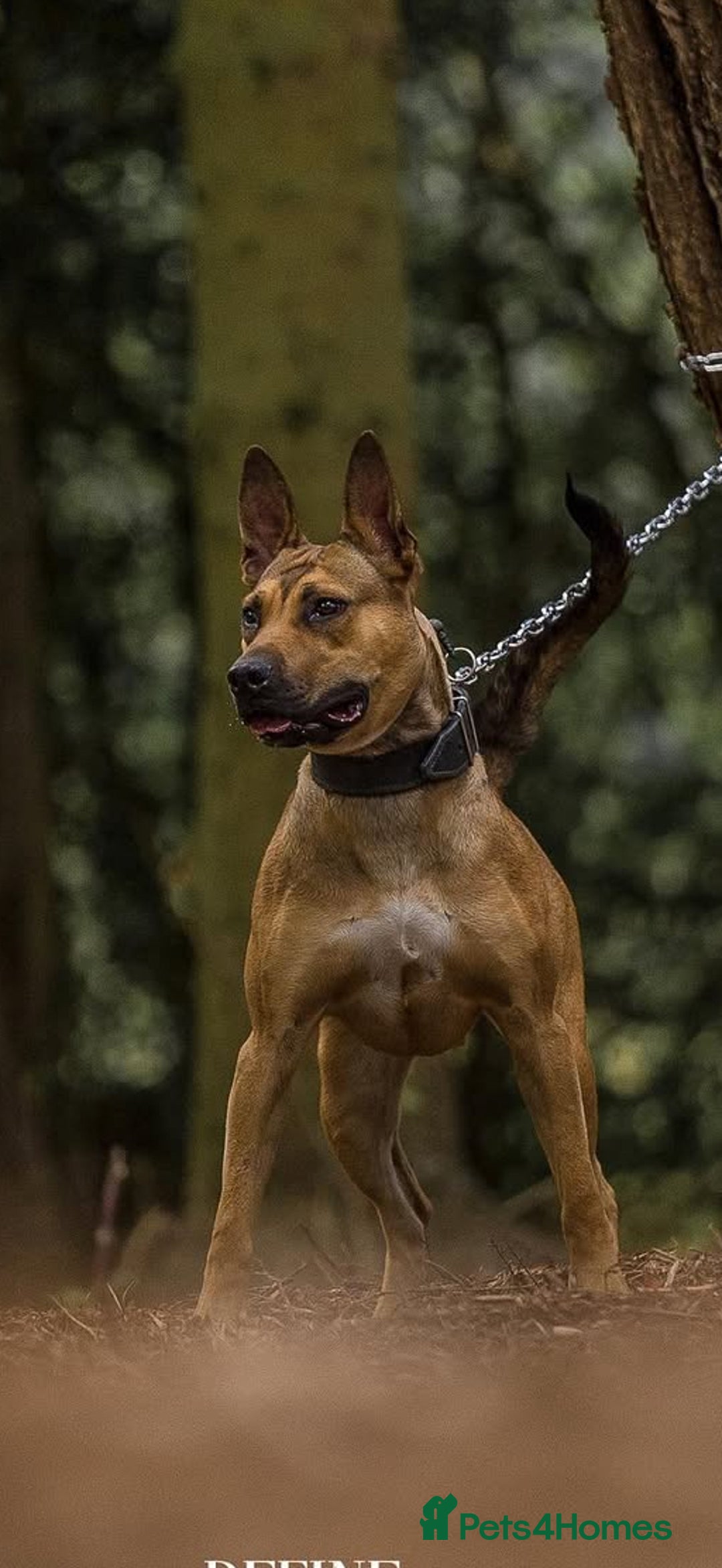 Belgian Shepherd Dog dogs for sale: ENVI 💥 BERRY 2 - Image 6