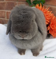 Mini Lop rabbits - Advert 4
