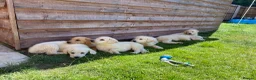 Labradoodle dogs for sale: Beautiful Labradoodle x Fox Red Labrador Puppies  - Advert 5
