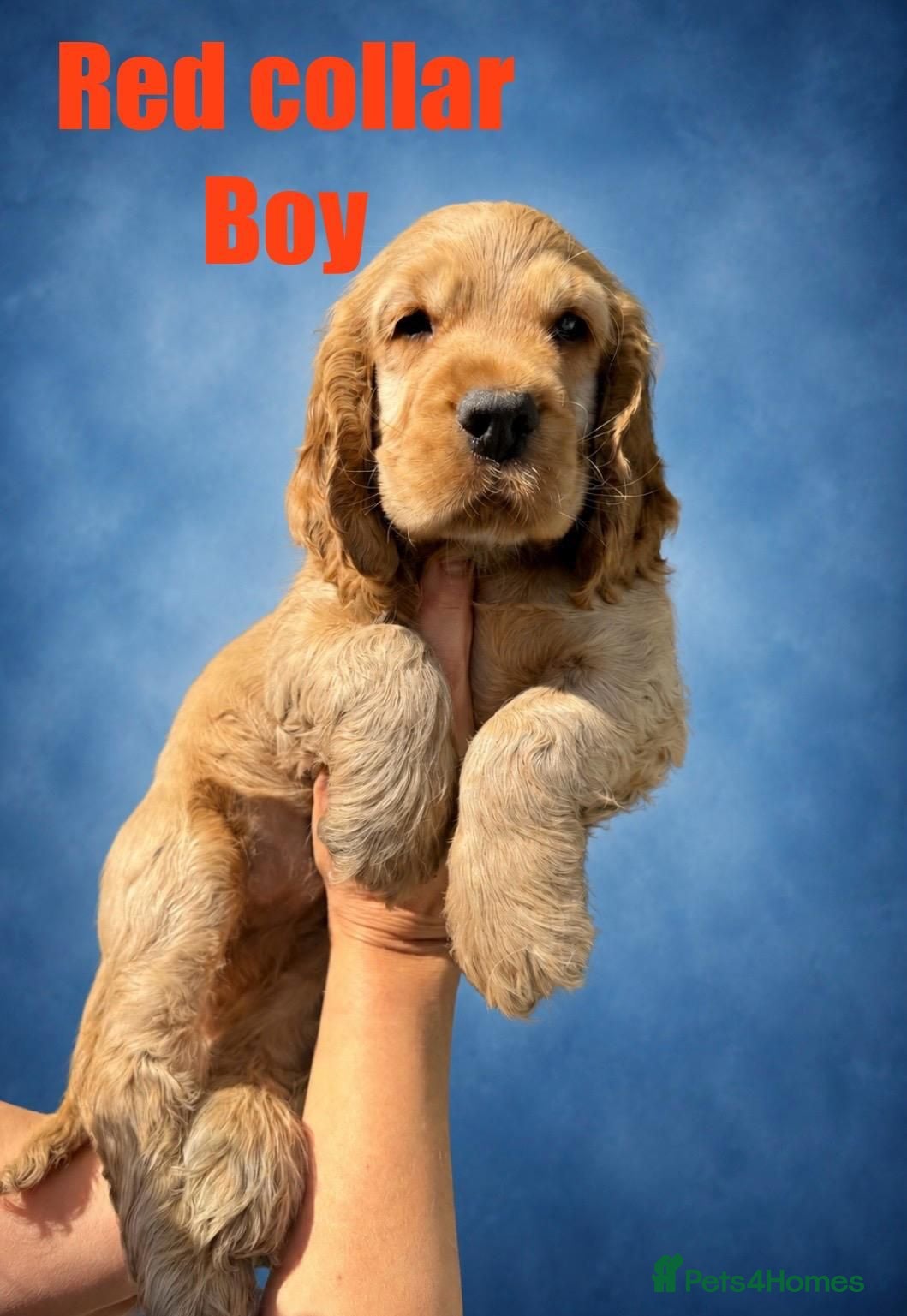 Cocker Spaniel dogs SUPERB SHOW TYPE COCKER SPANIEL PUPPIES  - Advert 2