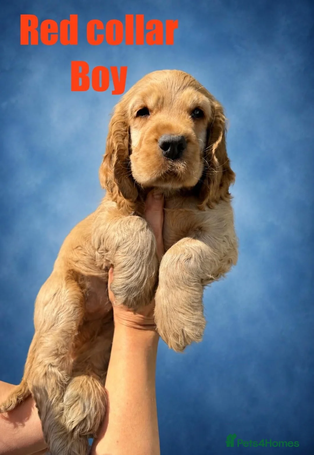 Cocker Spaniel dogs for sale: SUPERB SHOW TYPE COCKER SPANIEL PUPPIES  - Advert 2