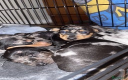 Dachshund dogs for sale: Beautiful Merle Dachshund Puppies - Image 3