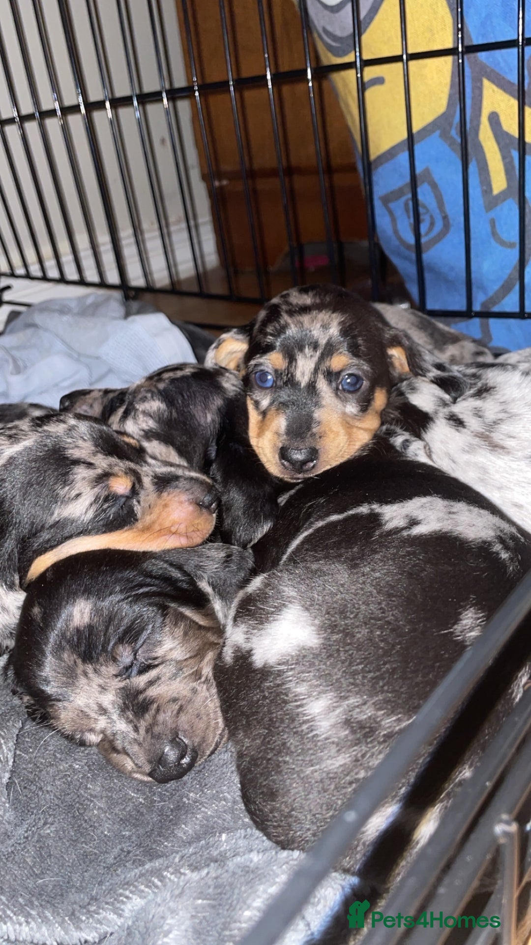 Dachshund dogs for sale: Beautiful Merle Dachshund Puppies - Image 3