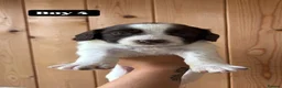 English Springer Spaniel dogs for sale: Working Pure Springer Spaniel Puppies  - Advert 10