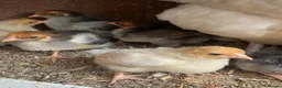 Chickens poultry for sale: Beautiful chicken , eggs , see details for price  - Advert 7