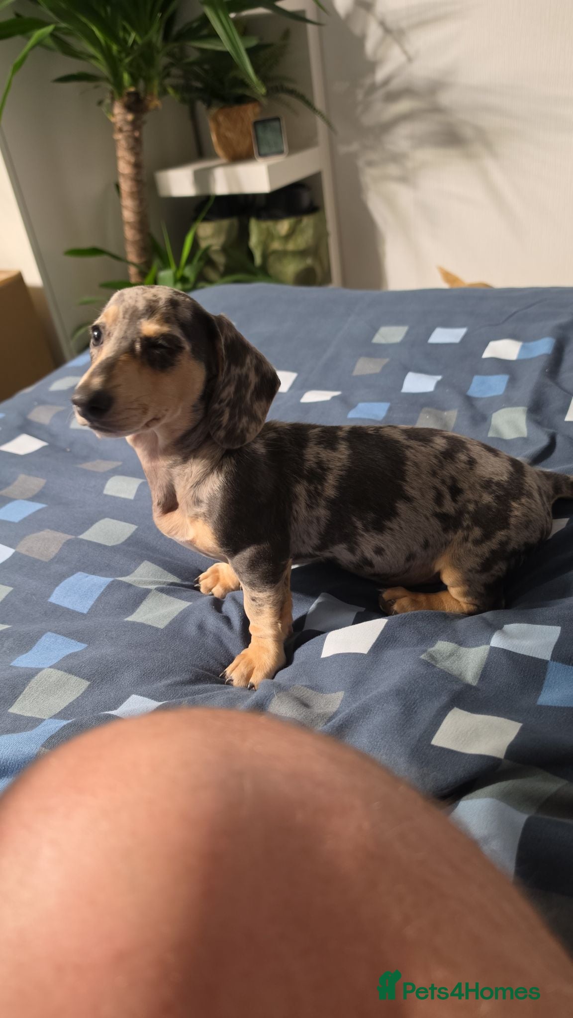 Dachshund dogs Male and female  - Advert 1