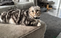 Scottish Fold cats for sale: Lexy Scotish Fold Cute Cat for Sale - Advert 5