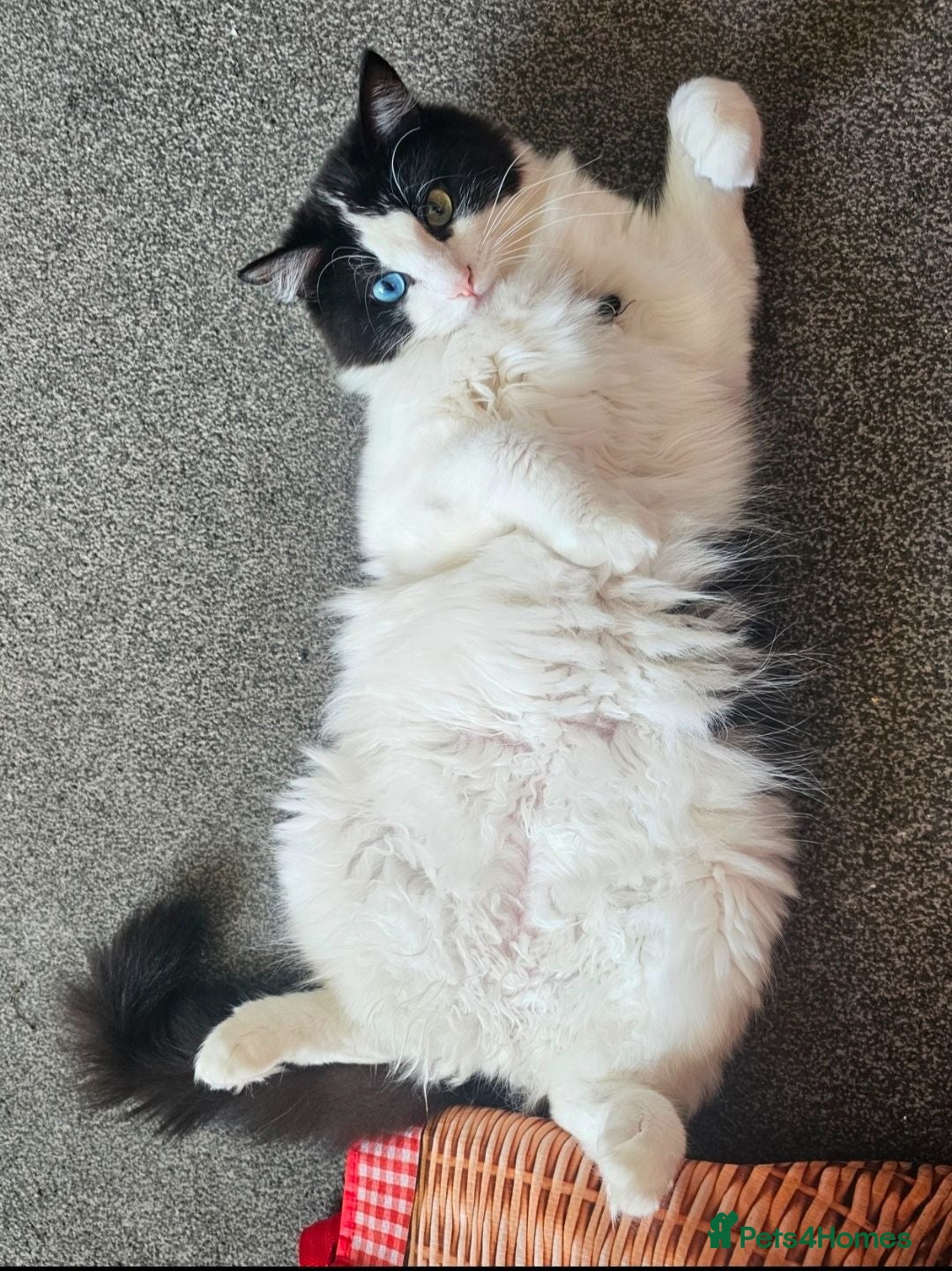 Ragdoll cats Very affectionate fur baby. - Advert 1