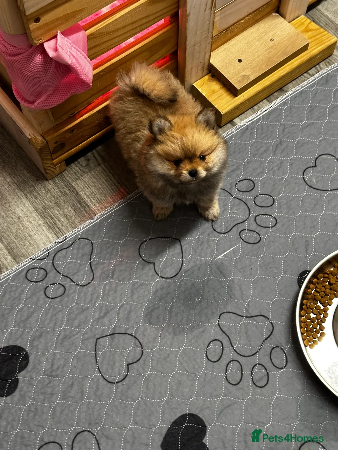 Pomeranian dogs for sale: GORGEOUS POMERANIAN PUPPIES!! 🐶🐶🐶 - Advert 14