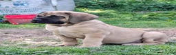 Mastiff dogs for sale: LAST BOY !! Mastiff puppies  - Advert 4