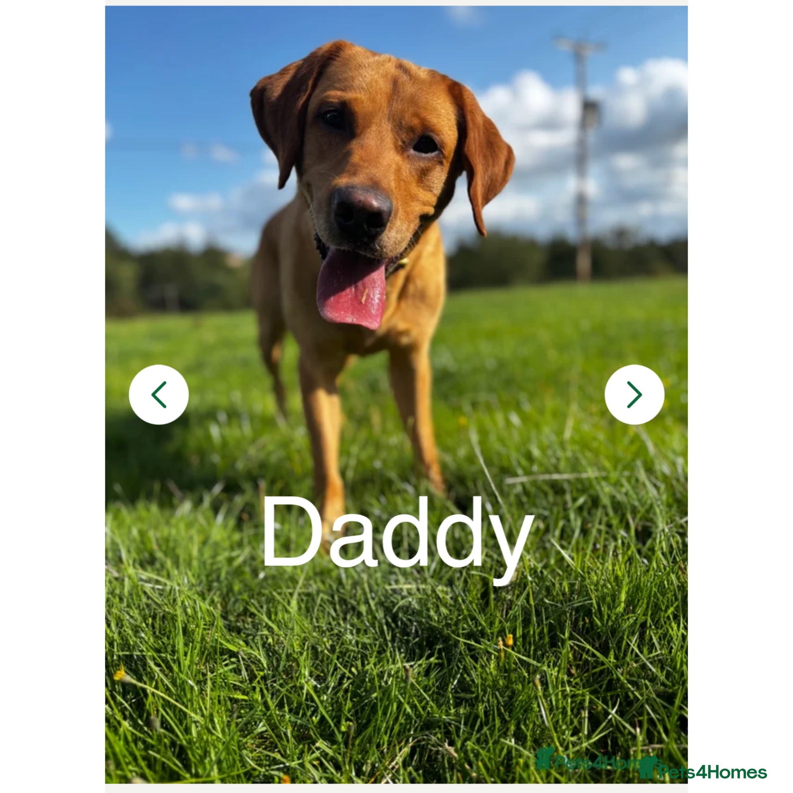 Paddy