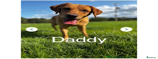 Paddy