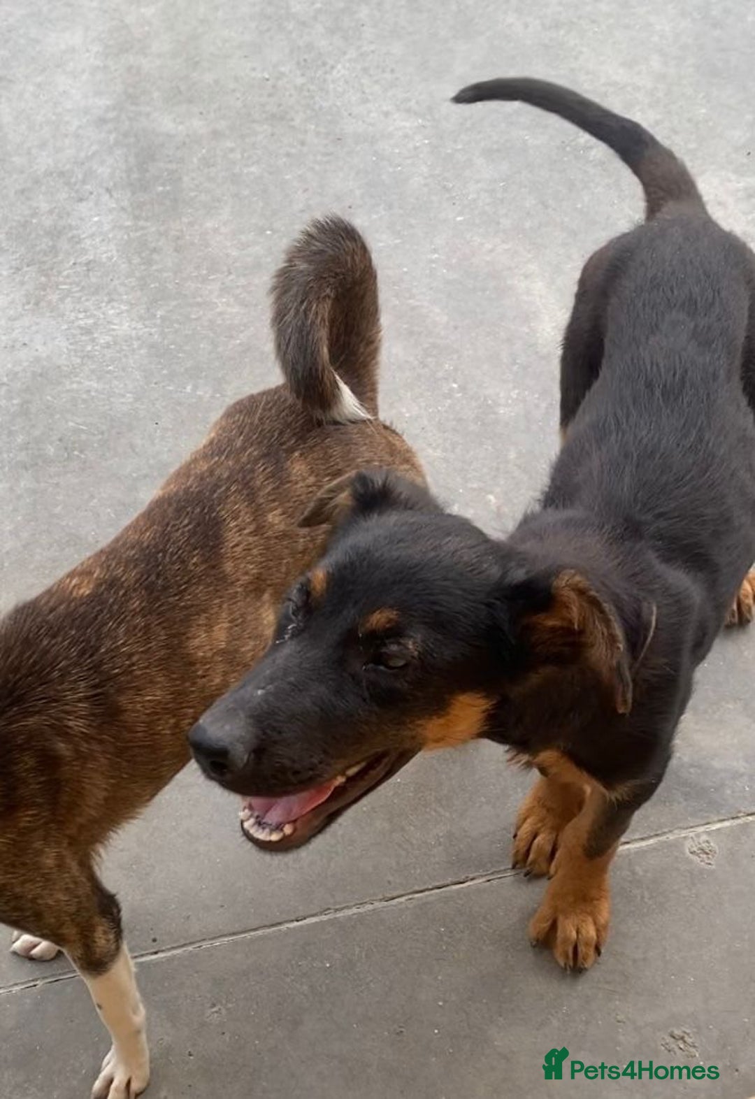Mixed Breed dogs for adoption: Amelia, 8 months old, Available for adoption. - Advert 7