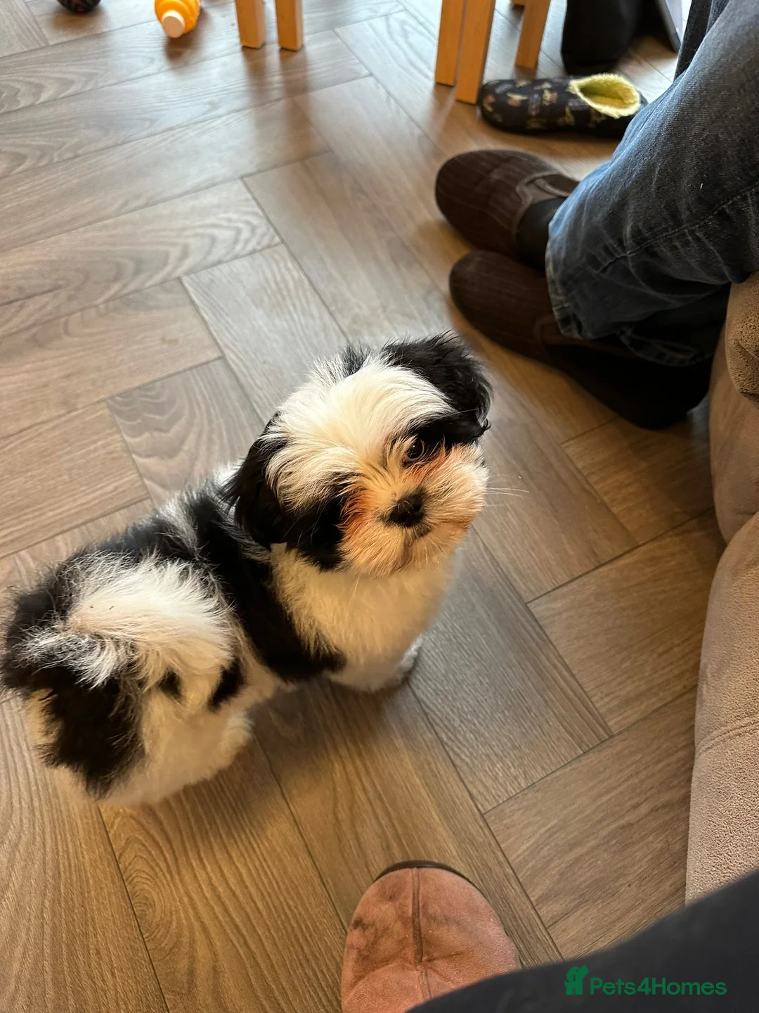 Lhasa Apso dogs for stud: KC registered PRA4 clear Lhasa apso for stud in Northampton - Advert 10