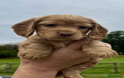 Cocker Spaniel dogs for sale: Cocker Spaniel Purebred Puppies Bitches available - Image 21