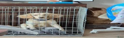 Cockapoo dogs for sale: 8mth Cockerpoo - Advert 7