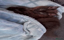 Persian cats for sale: Black long hair  - Image 3