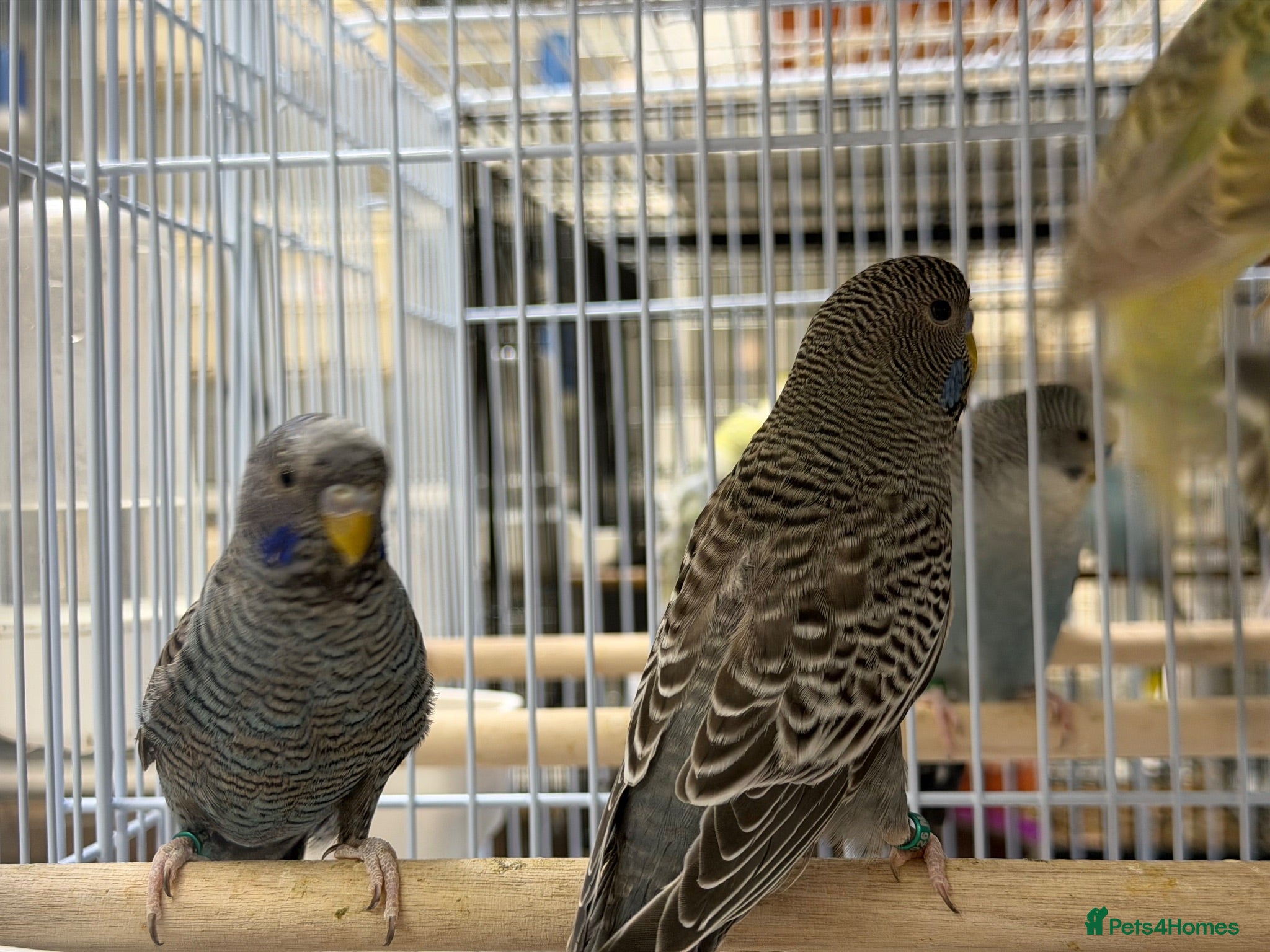 Budgerigars birds BFBW budgies and other mutations  - Advert 12