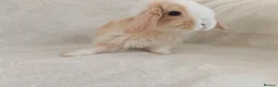 Mini Lop rabbits for sale: Beautiful Mini Lop Bunnies  - Advert 4