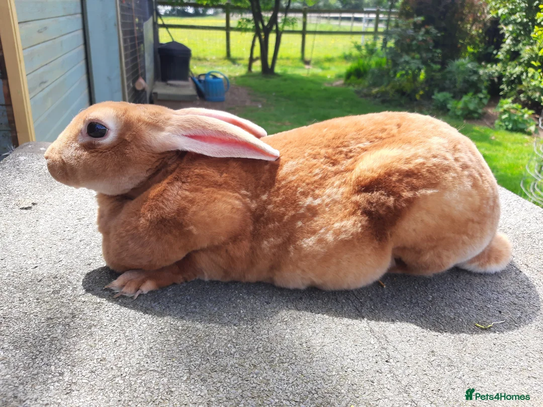 Rex rabbits for sale: Breeding trio orange rex - Advert 3
