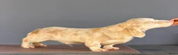 Miniature Dachshund dogs for stud: Mini Dacshund  - Advert 2