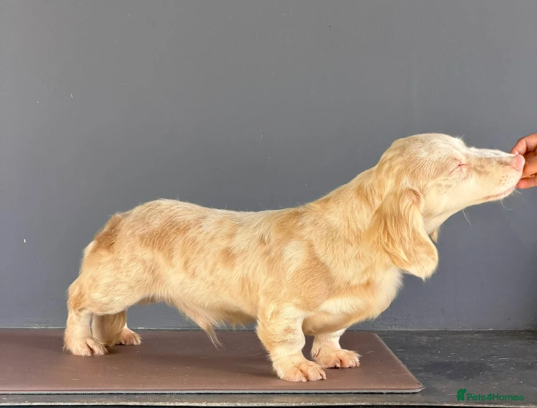 Miniature Dachshund dogs for stud: Mini Dacshund  - Advert 2