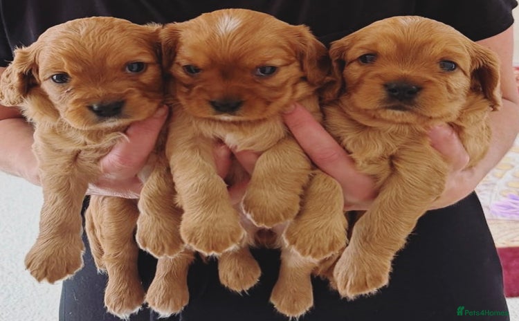 Cavapoo dogs - Advert 11