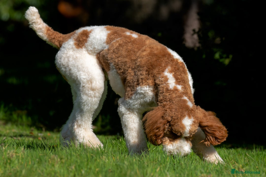 Mixed Breed dogs for stud: Red & White Parti Goldendoodle Stud HealthTested in Newport - Image 2