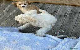 Chinese Crested dogs for sale: Chinease crested powder puff  - Image 11