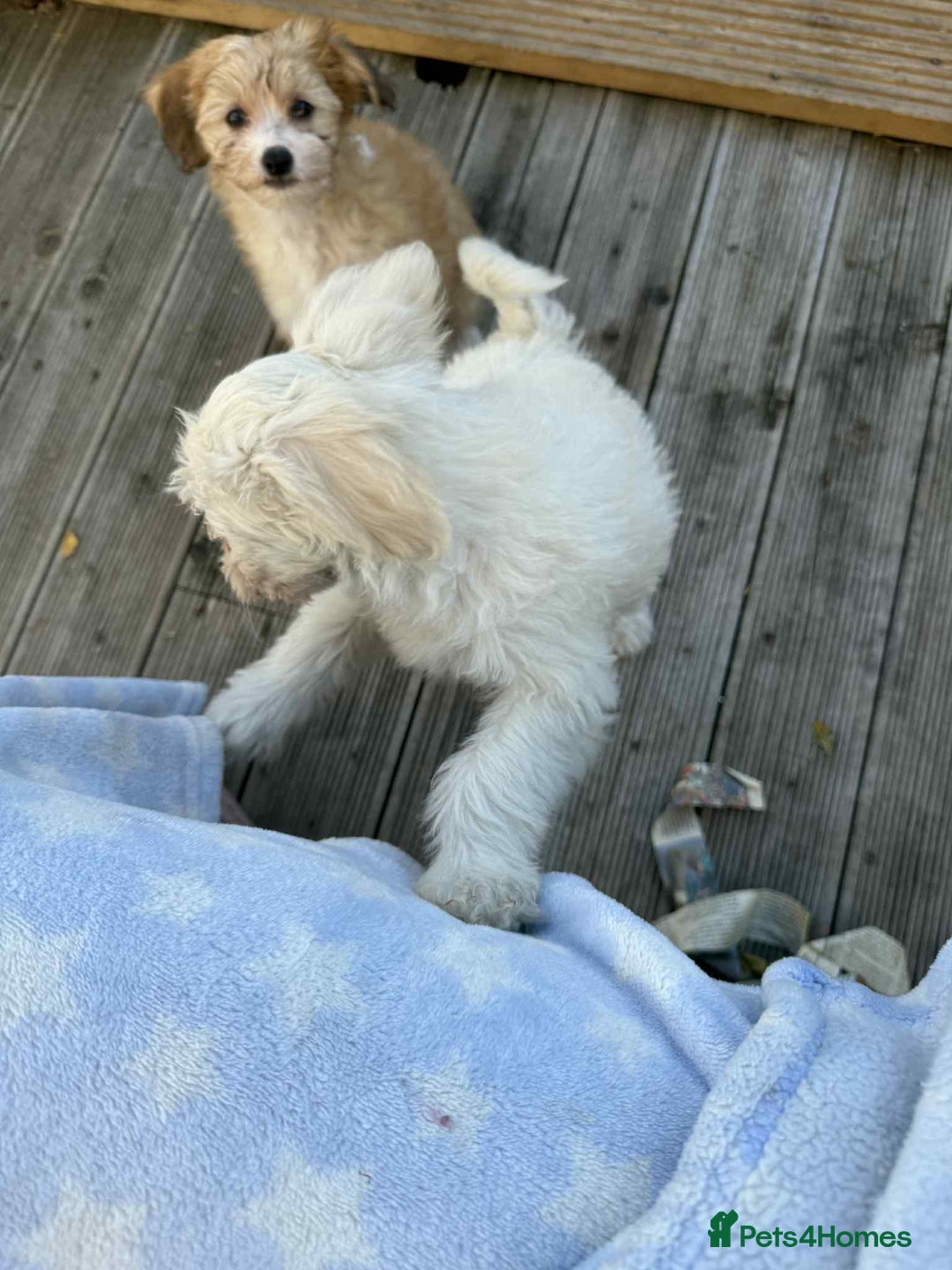 Chinese Crested dogs for sale: Chinease crested powder puff  - Image 11