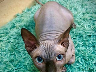 Sphynx cats Blue Sphynx Boy available for Stud Service in London - Advert 2