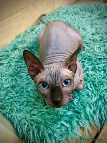 Sphynx cats Blue Sphynx Boy available for Stud Service in London - Advert 4