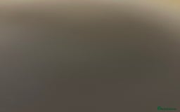 Piranhas fish for sale: 🔥 4FT FISH TANK  3 RED BELLY PIRANHAS  FULL SETUP - Image 5