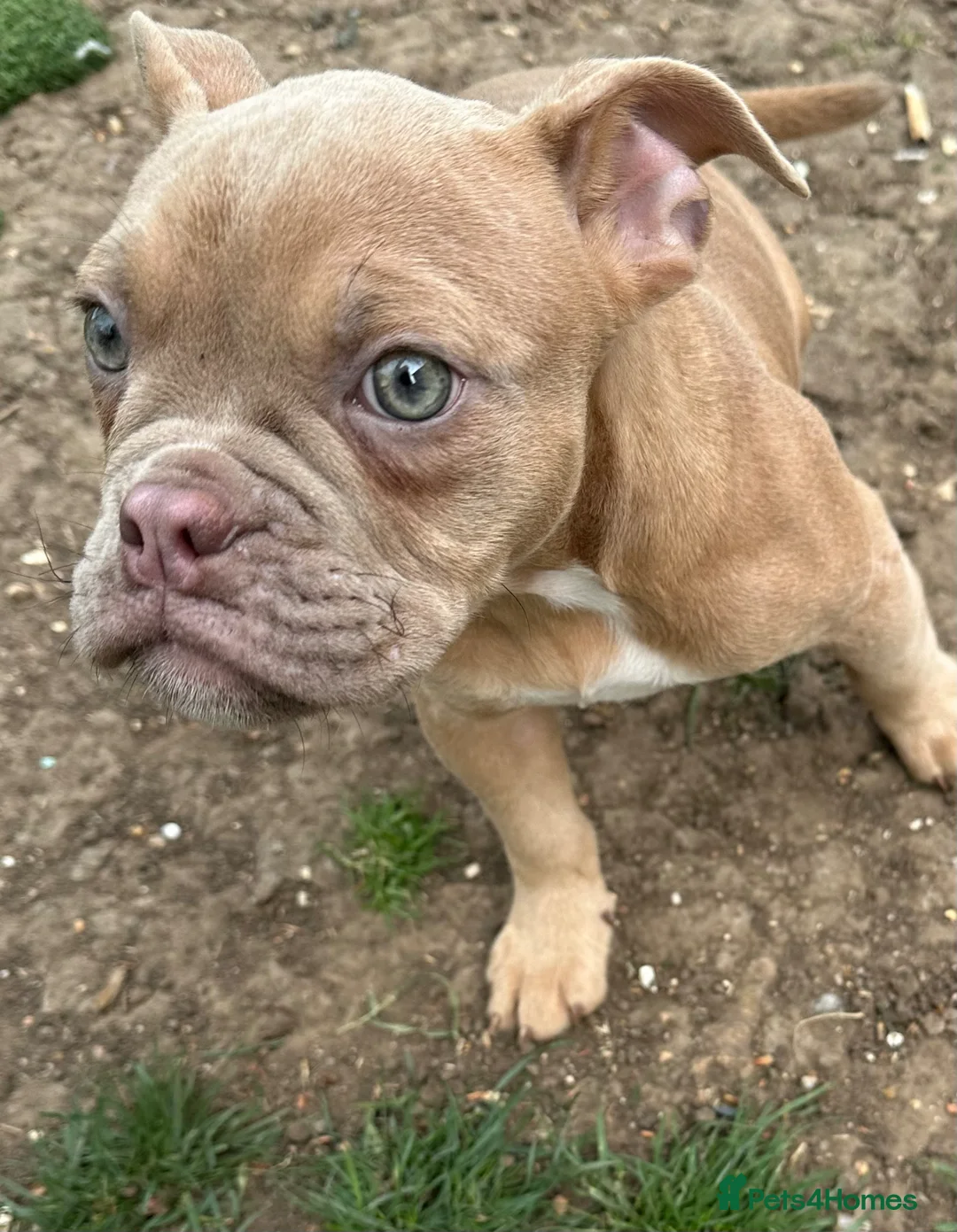 Old Tyme Bulldog dogs for sale: ⭐️Reduced⭐️ Old English bulldogs  - Advert 1