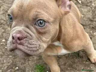 Old Tyme Bulldog dogs ⭐️Reduced⭐️ Old English bulldogs - Advert 2