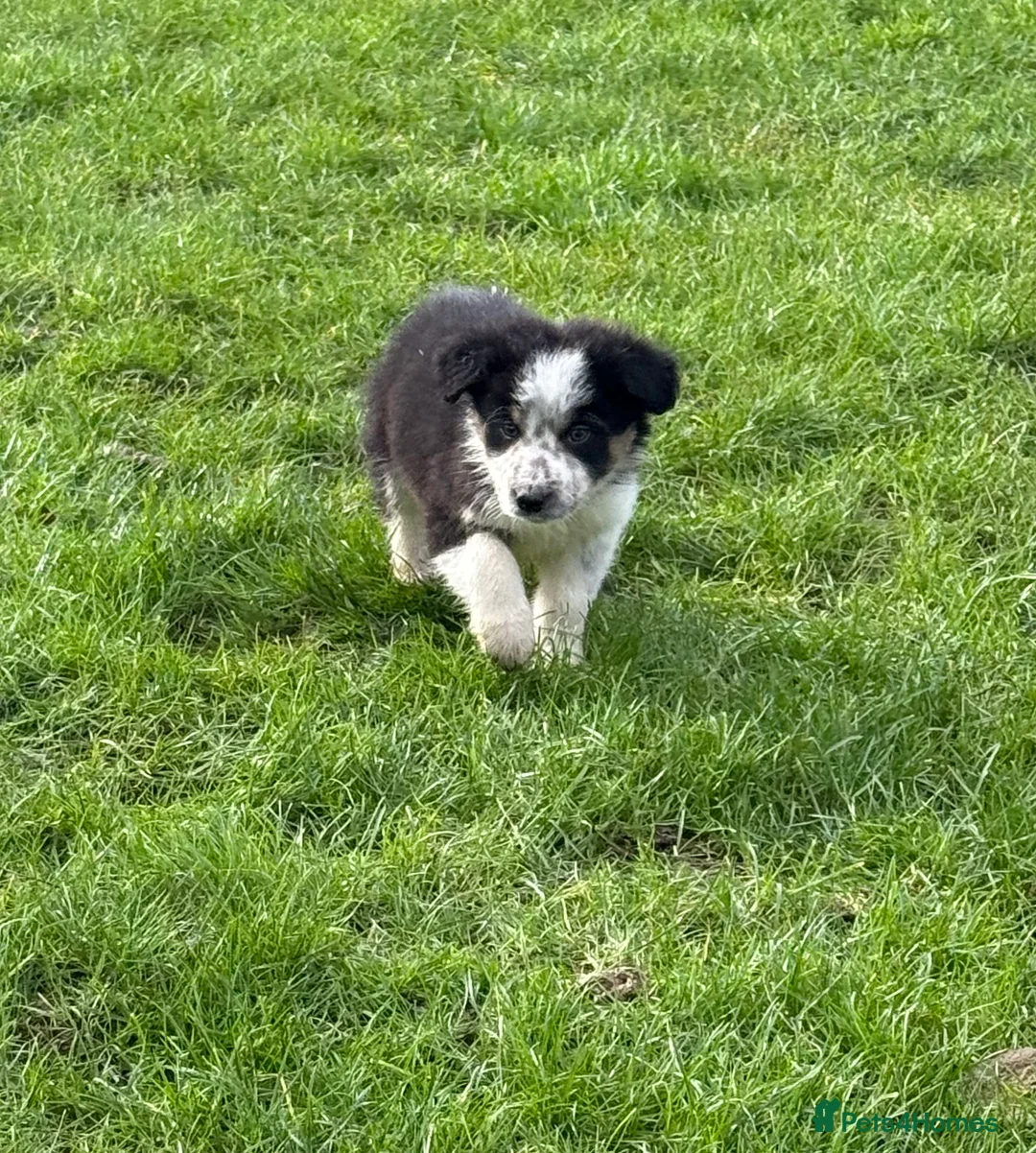 Border Collie dogs for sale: 🌟Beautiful Border Collies🌟 - Advert 12