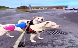 American Bulldog dogs for sale: Ready in 2 weeksbeautiful American bulldog puppies - Image 14