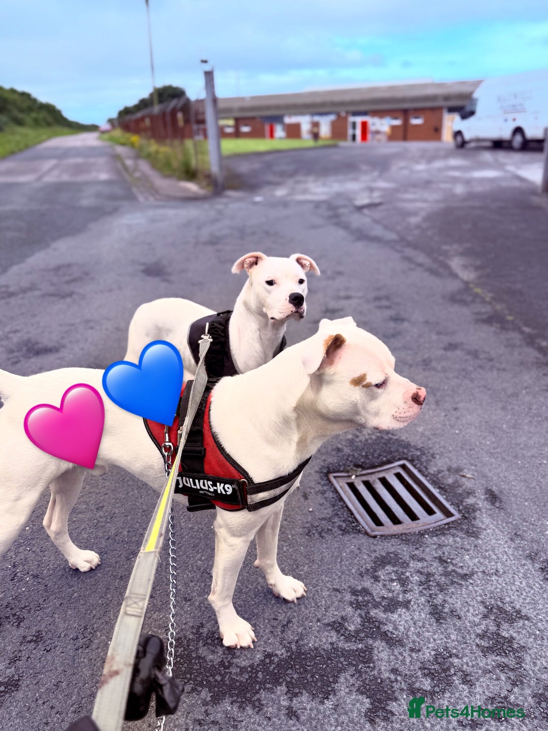 American Bulldog dogs for sale: Ready in 2 weeksbeautiful American bulldog puppies - Image 14