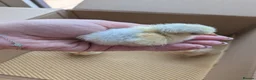 Chickens poultry for sale: Pekin bantam day olds - lots of colours  - Advert 4
