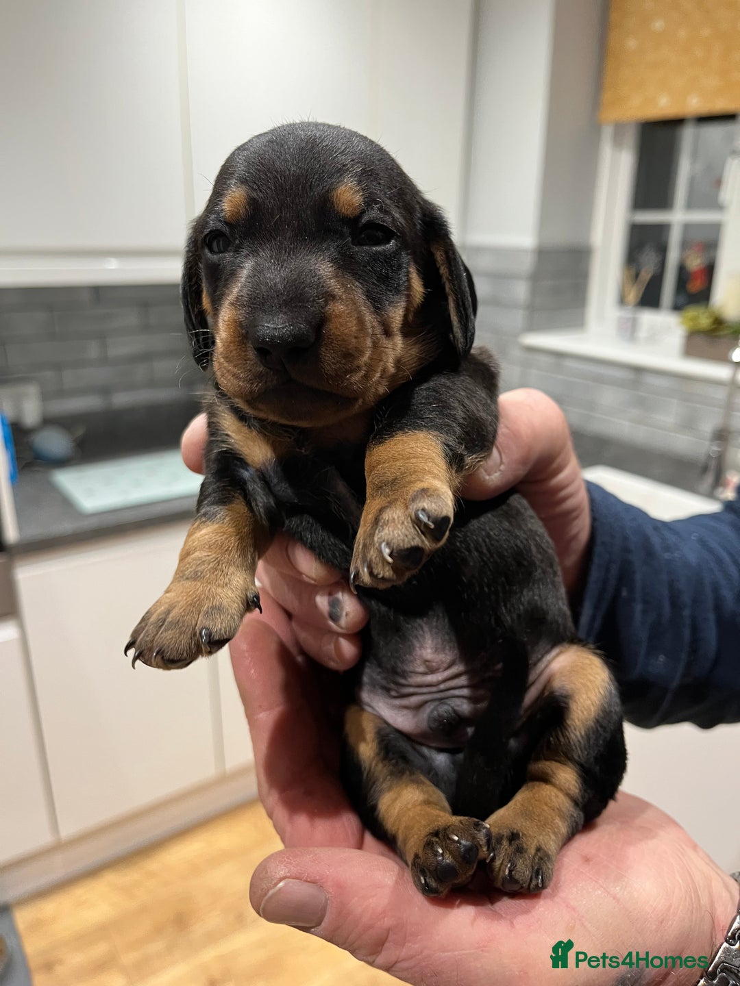 Dachshund dogs for sale: Dachshund puppies - Advert 2