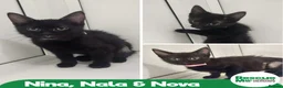 Mixed Breed cats for adoption: THE MAGNIFICENT MIDNIGHT KITTENS ARE READY TO MOVE in Liverpool - Advert 1