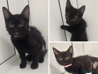 Mixed Breed cats THE MAGNIFICENT MIDNIGHT KITTENS ARE READY TO MOVE in Liverpool - Advert 4