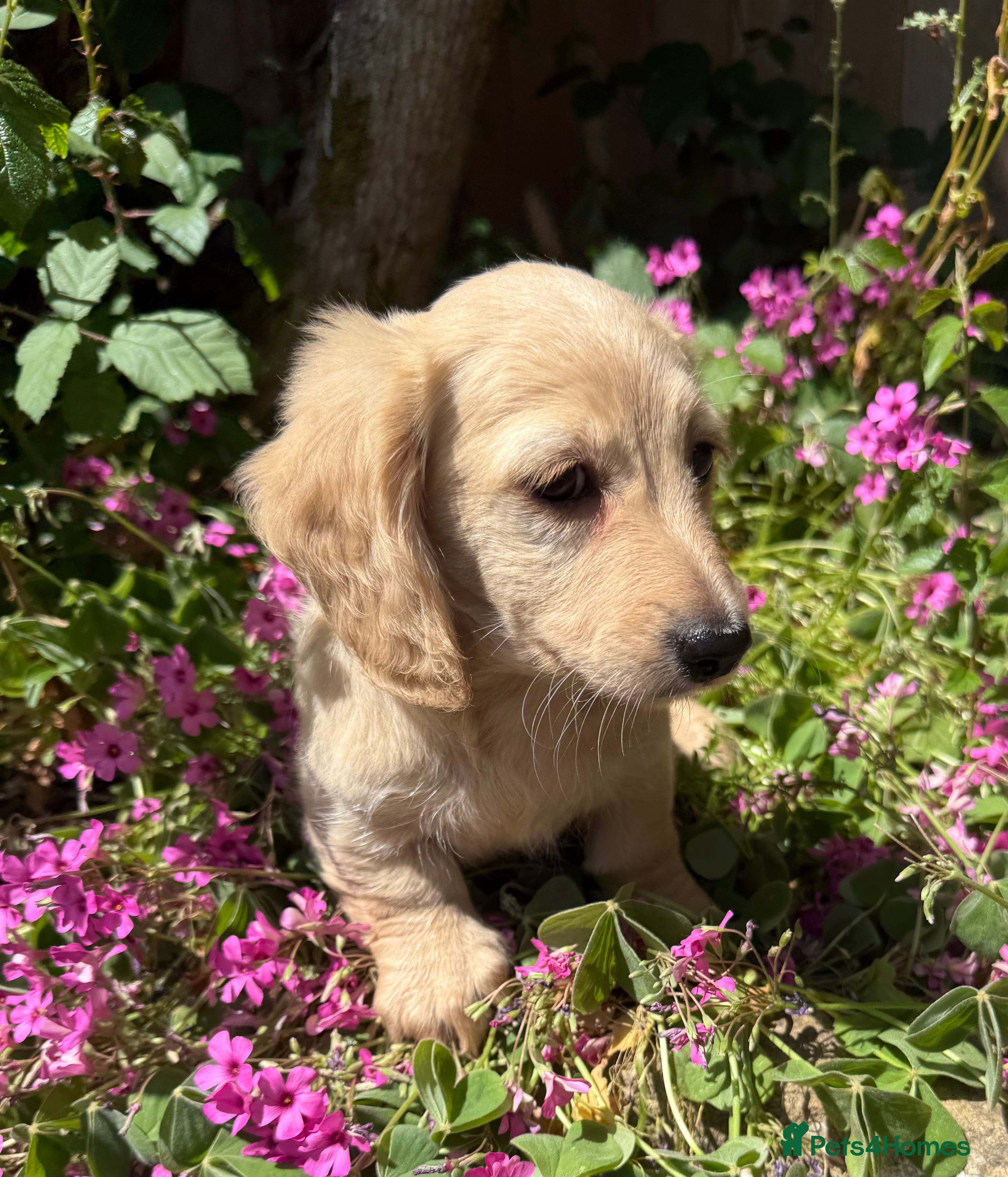 Miniature Dachshund dogs KC cream miniature long haired creams - Advert 1
