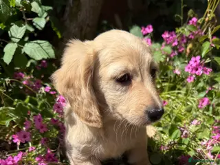 Miniature Dachshund dogs KC cream miniature long haired creams - Advert 3