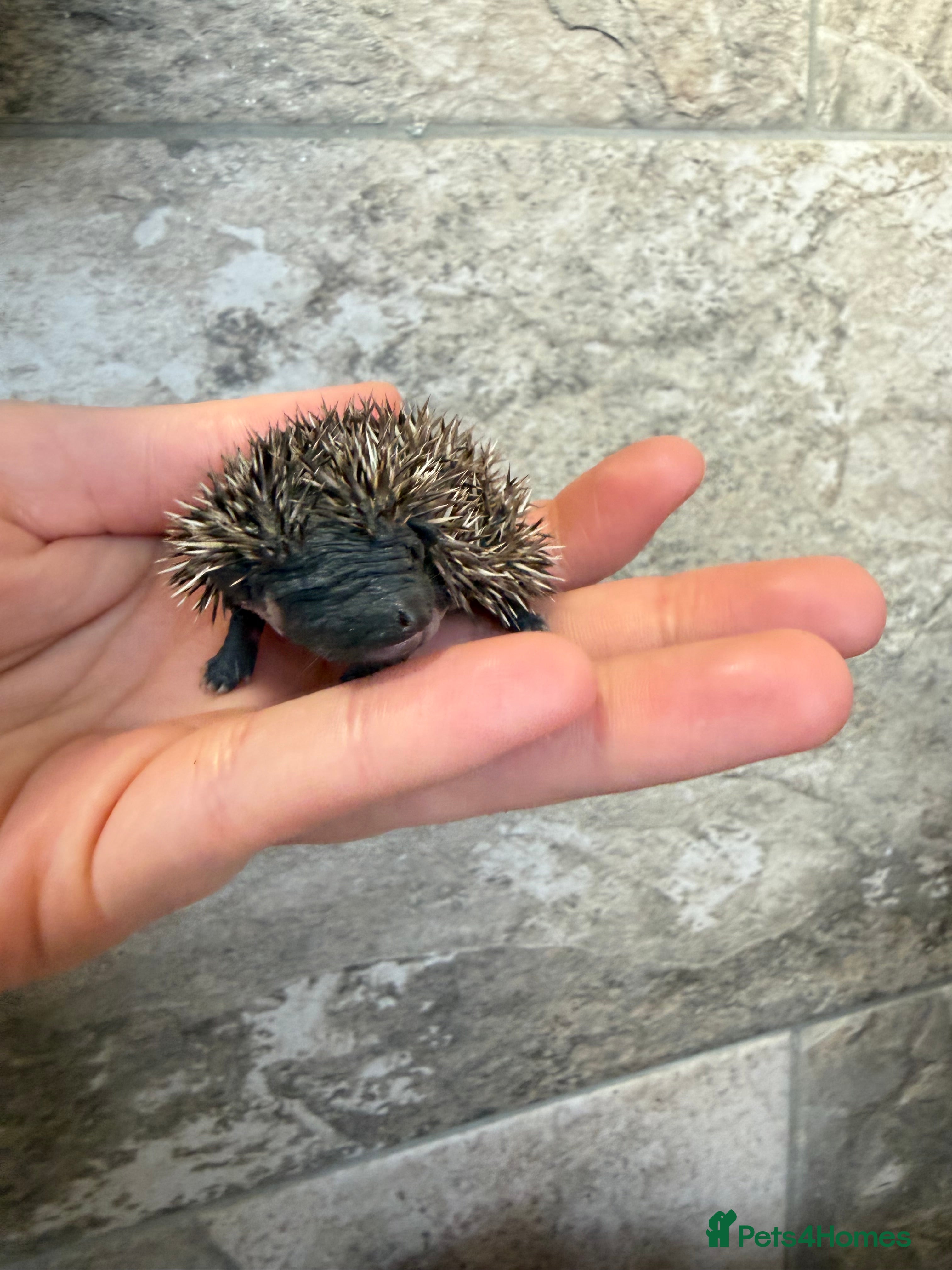 Pygmy Hedgehog rodents African Pygmy hogs 3 litters available.  - Advert 2