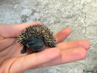Pygmy Hedgehog rodents African Pygmy hogs 3 litters available. - Advert 2