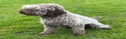 Australian Labradoodle dogs for stud: Australian Labradoodle Stud Dog in Driffield - Advert 4