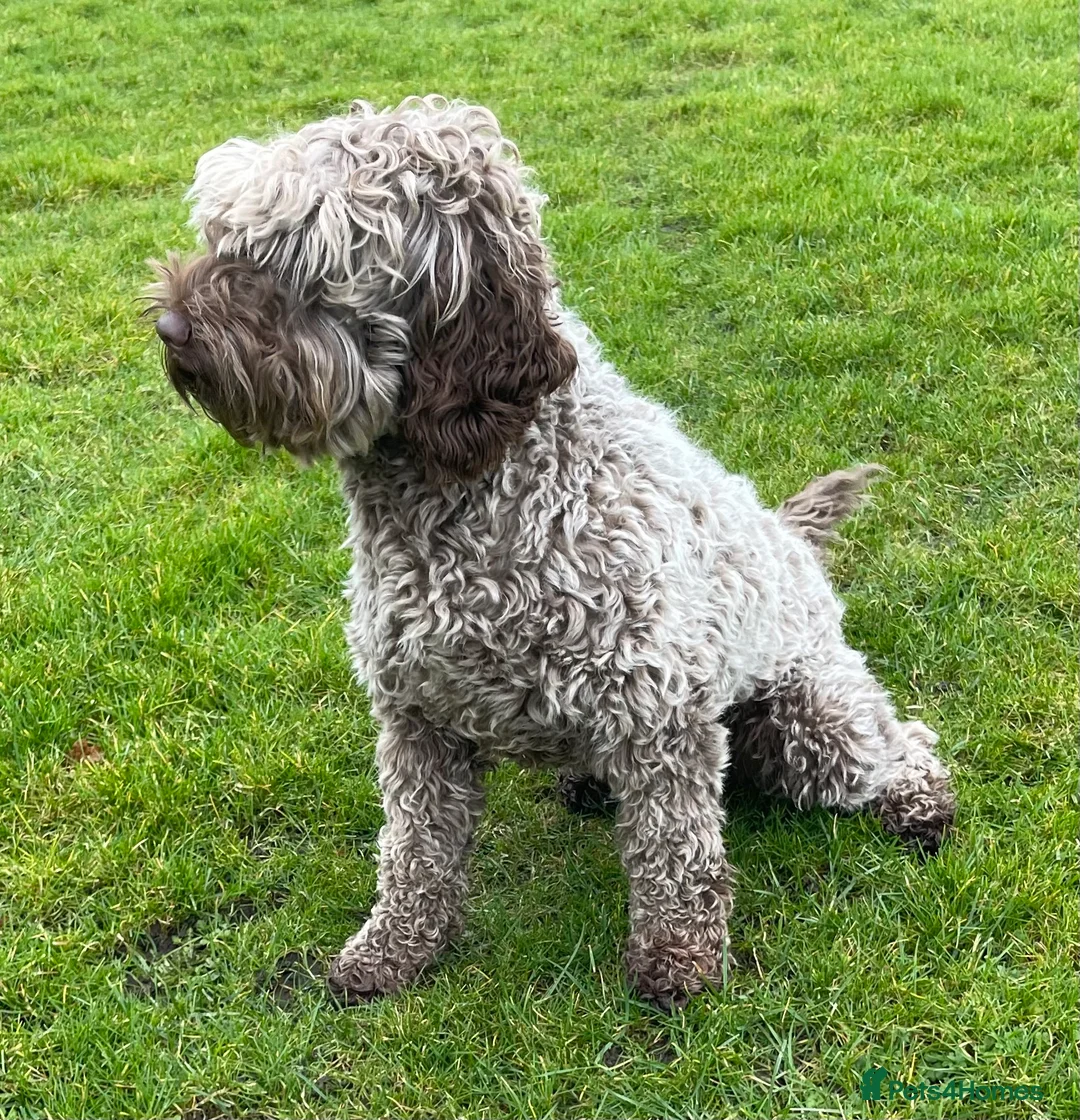 Australian Labradoodle dogs for stud: Australian Labradoodle Stud Dog in Driffield - Advert 4