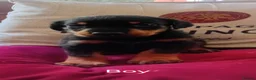 Mixed Breed dogs for sale: A very rare opportunity... - Advert 15