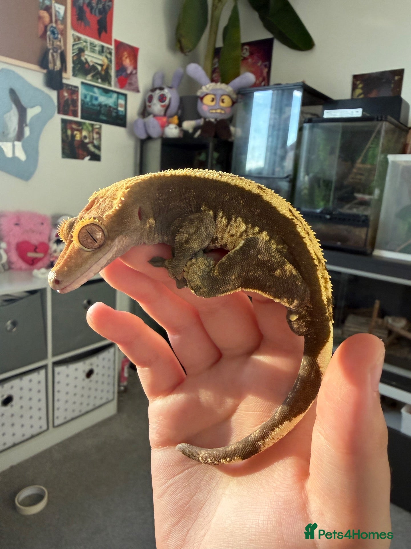 Gecko reptiles proven male harlequin crestie - Advert 22